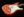 Tom Anderson Icon Classic