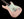 Suhr Mateus Asato Signature Classic S - Shell Pink