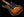 Tom Anderson Drop Top Classic