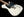 Tom Anderson T Icon Contoured