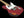 Xotic California Classic XTC-3