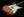 Fender Rarities Flame Maple Top Thinline Stratocaster