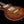 Tom Anderson Bobcat