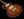 Tom Anderson Bobcat