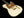 Suhr Mateus Asato Signature Classic T White - Gold Foils