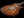 Taylor Solidbody Custom Koa Top