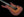 Tom Anderson Drop Top