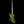 Dingwall D-Roc Standard