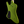 Dingwall D-Roc Standard