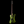 Dingwall D-Roc Standard
