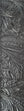 D'Addario Embossed Leather Guitar Strap, Black