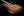 Shabat Lion Special - Tobacco Sunburst
