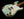 Shabat Lynx HSS - Surf Green