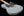Suhr Limited Edition Classic T Paulownia, Trans Gray