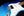Xotic California Classic XSCPRO-2 Lake Placid Blue