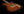 Xotique XTC Tiger Eye Flame Maple Top