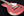 Fano RB6 Standard - Candy Apple Red